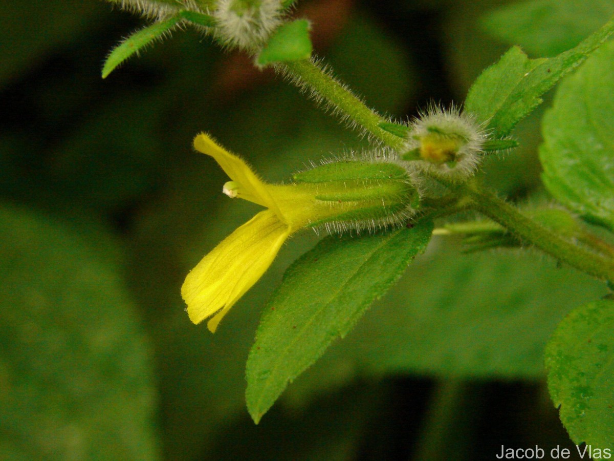 Adenosma camphorata Hook.f.